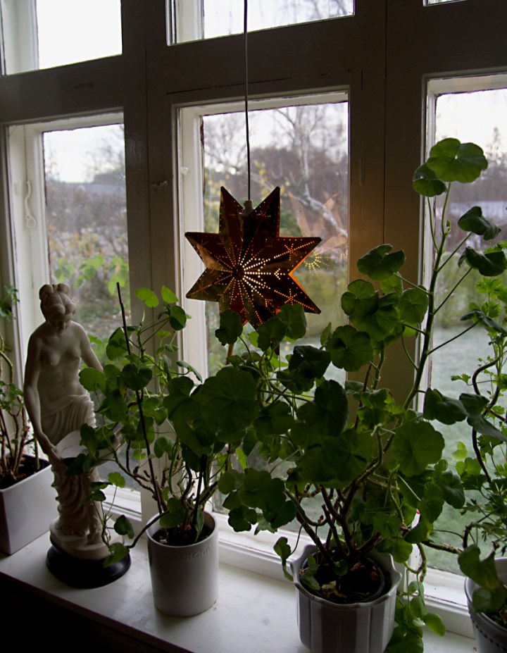 pelargonfonster6G8A4481