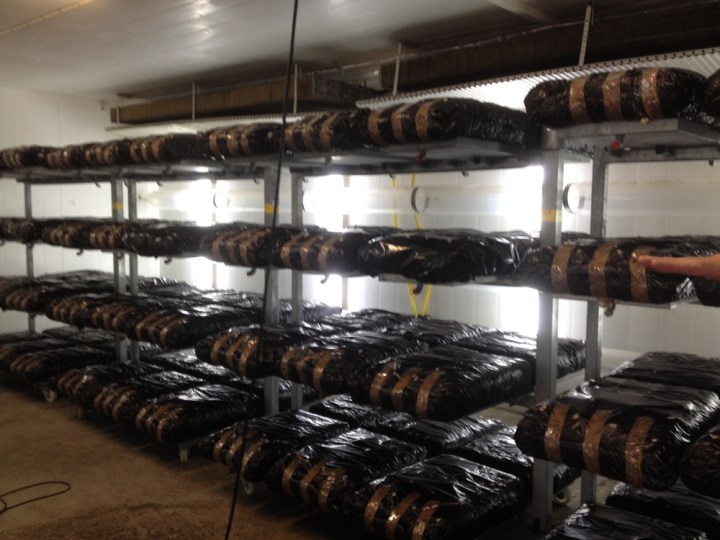 ostronskivling_odling