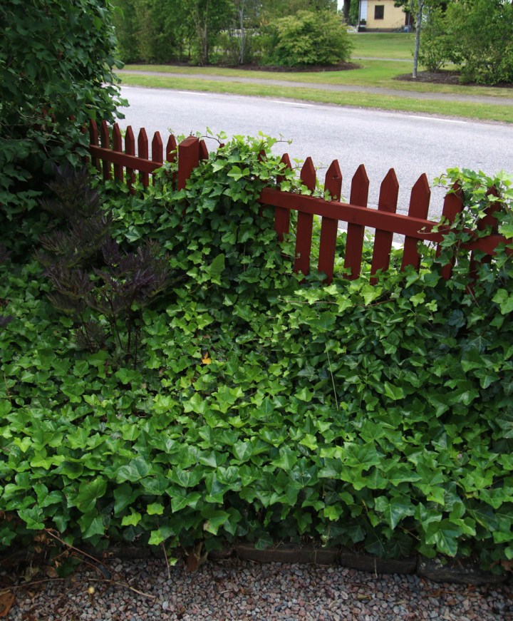 01_murgrona_6G8A3528