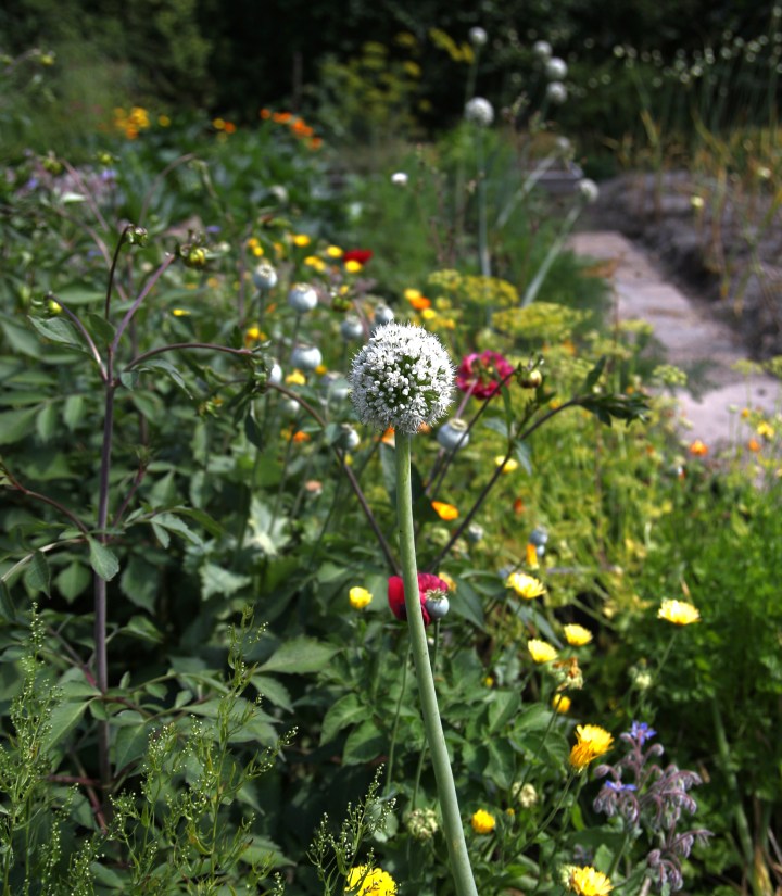 6G8A9619anita_lokblomma