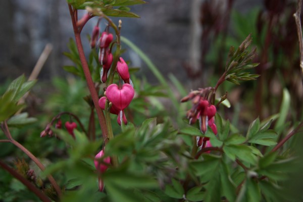 lojtnantshjarta_5724