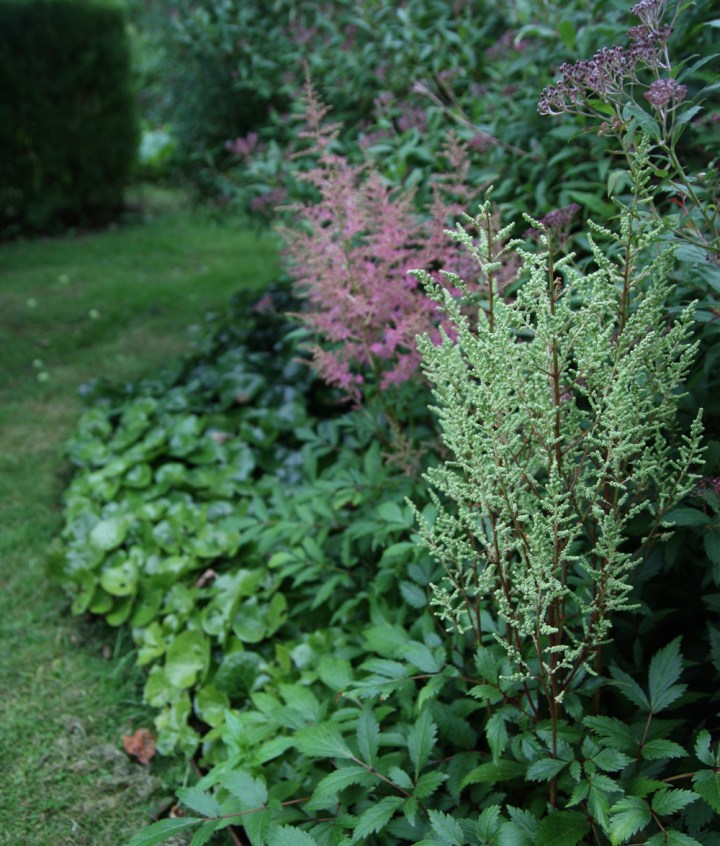 astilbe