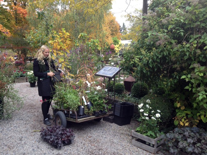 plantskola_sara