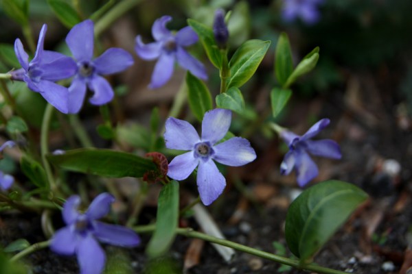vinca_5670