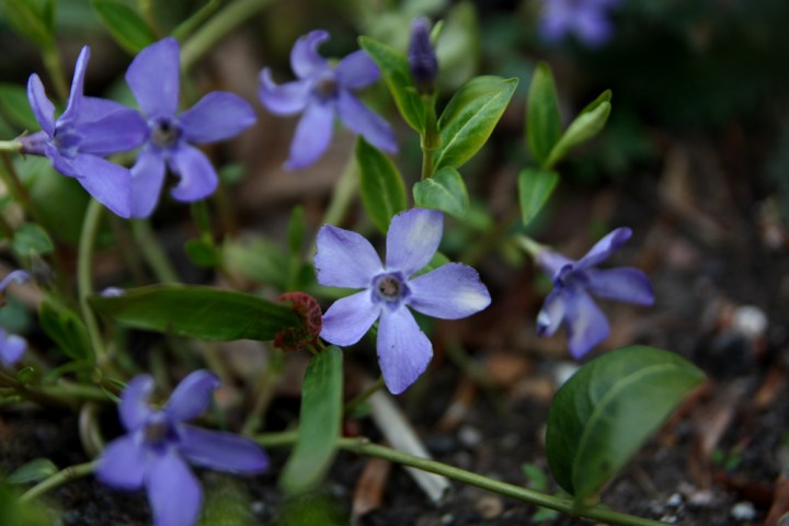 vinca_5670