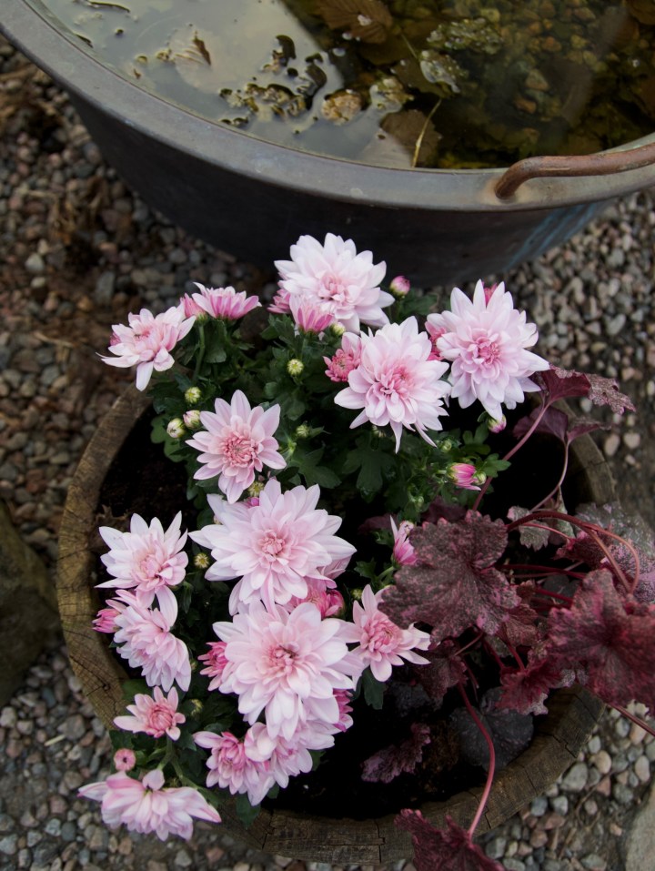 chrysantemum_alunrot6G8A8703