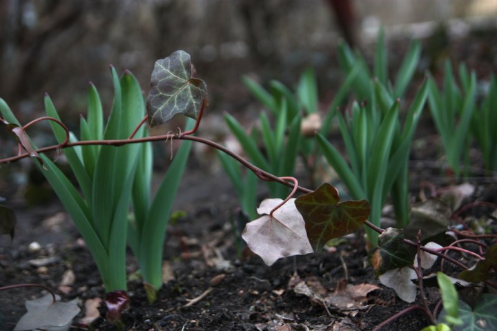 t_murgrona_allium_4000