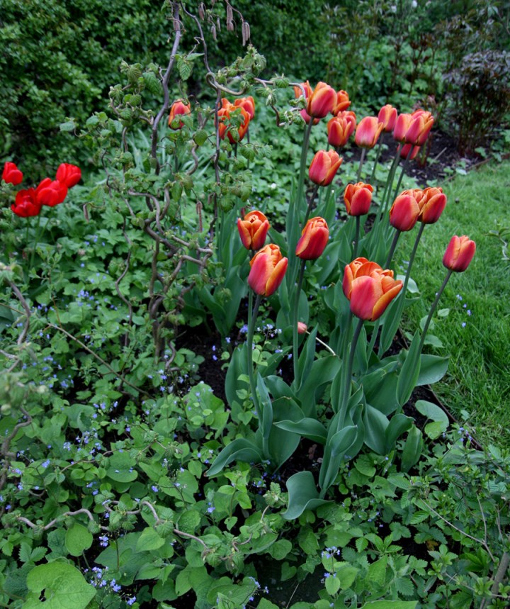 hassel_tulpaner2_6000