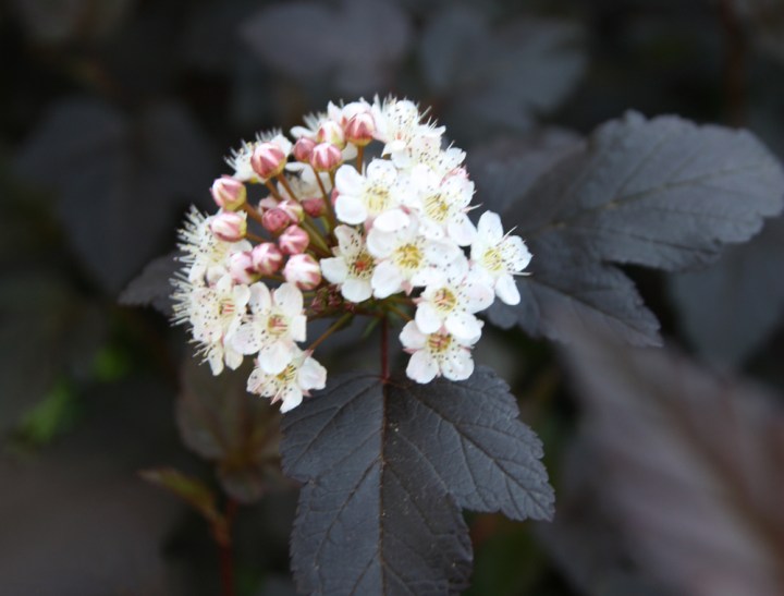 spirea_6306
