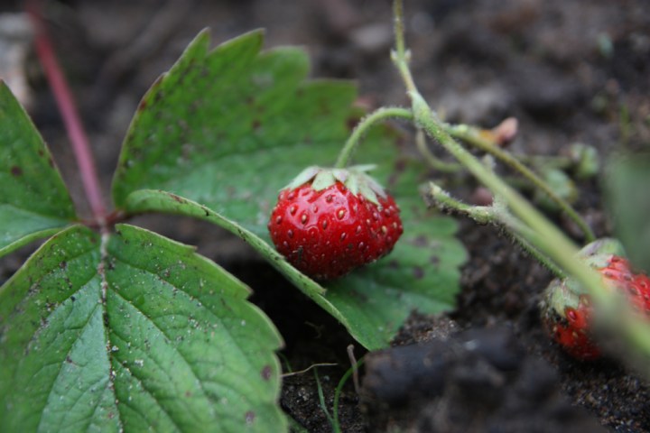 jordgubben_4552
