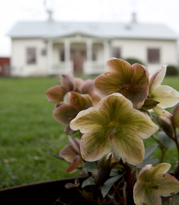 julrosor_solhaga_5680