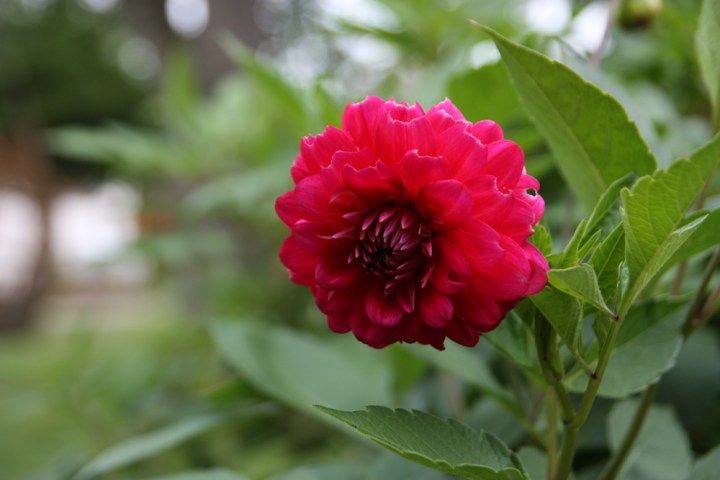 dahlia2