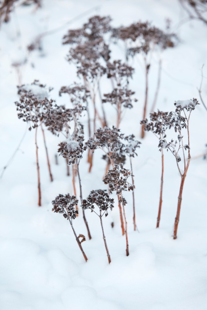 Solhaga vinterreportage