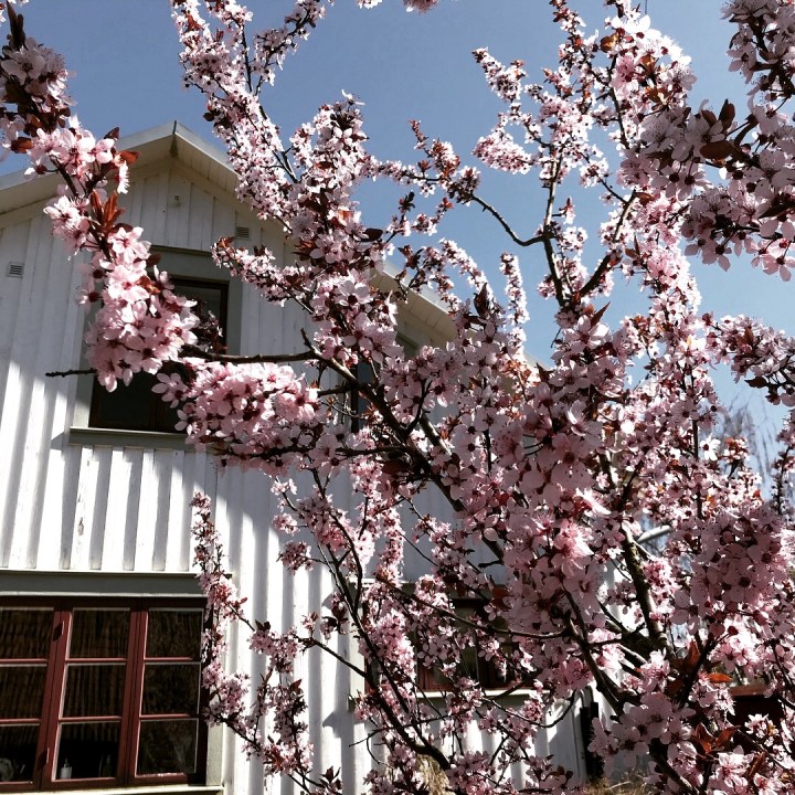 prydnadskorsbar_4007