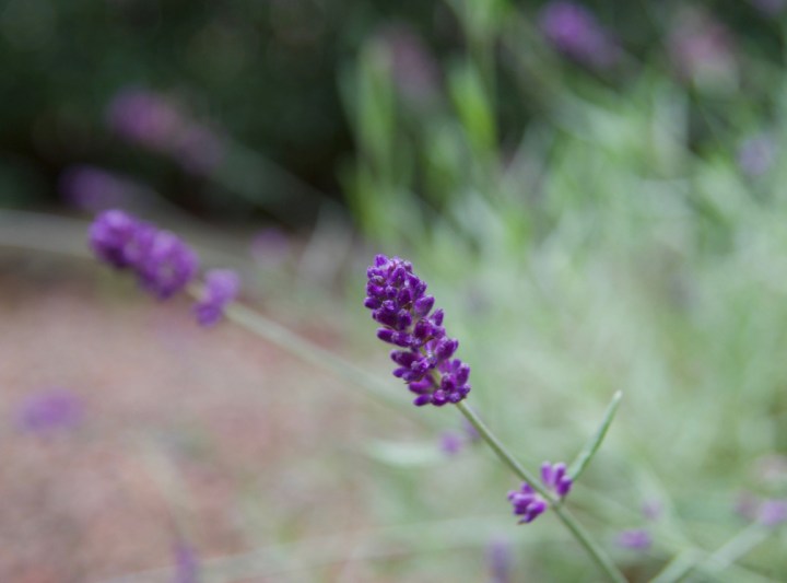 lavendelblomma_6G8A4063