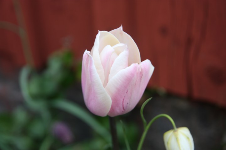 tulpan_Sweetlove_4229