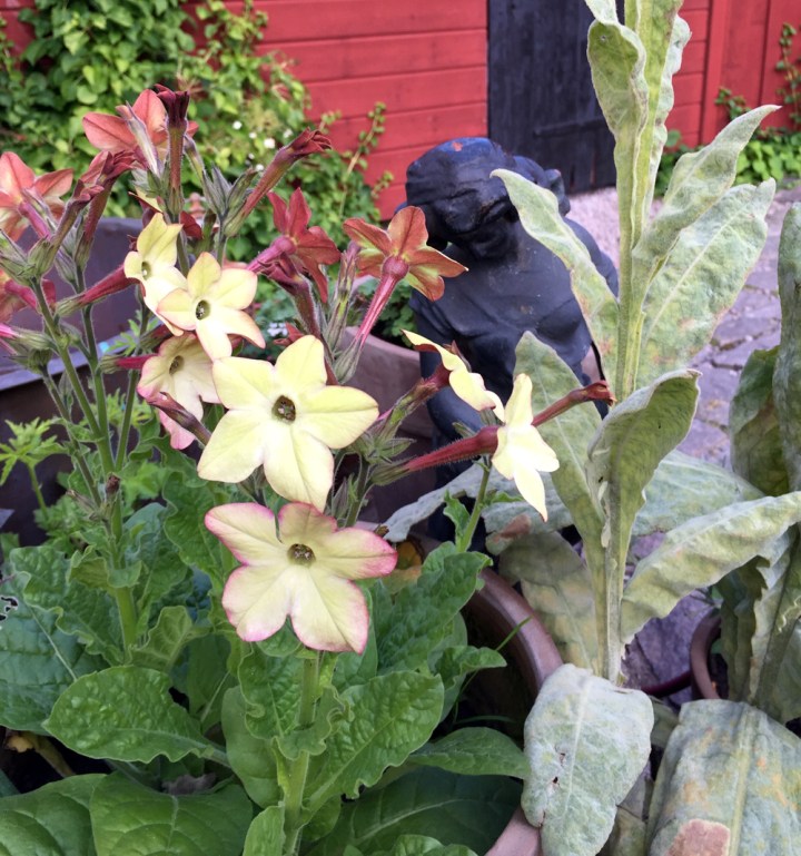 01_blomstertobak_8982