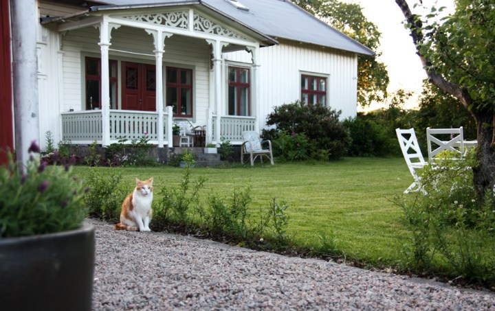 solhaga_sommar_katt_7135