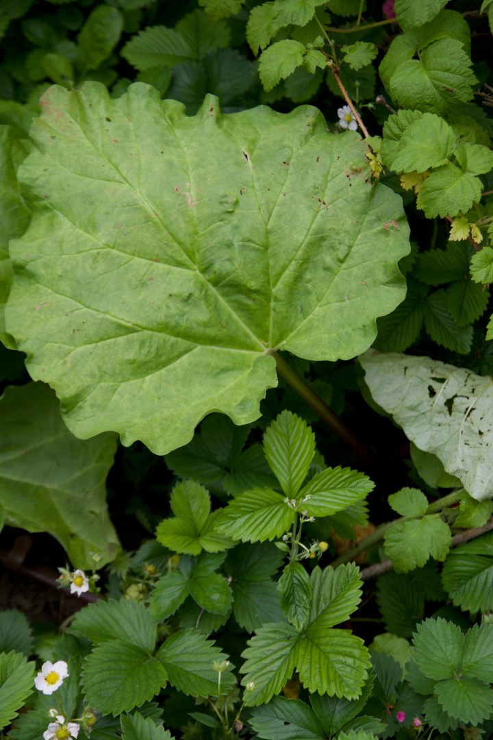 rabarberblad6G8A9239