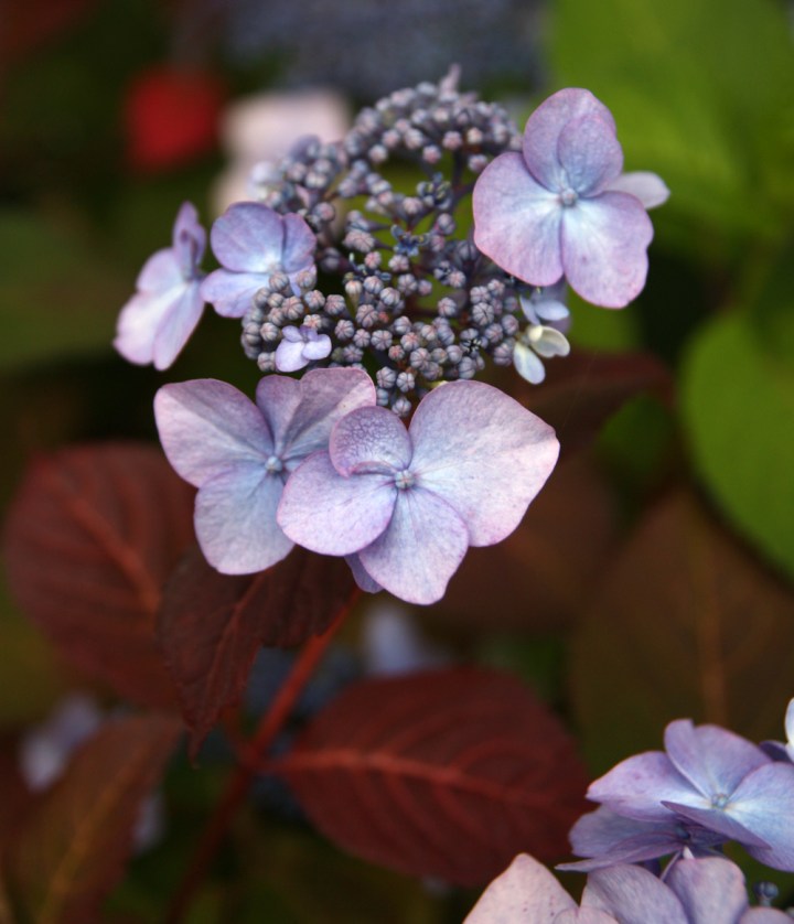 01_hortensia