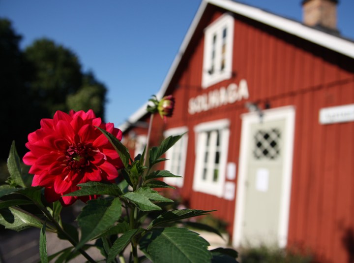 solhaga_dahlior_1863