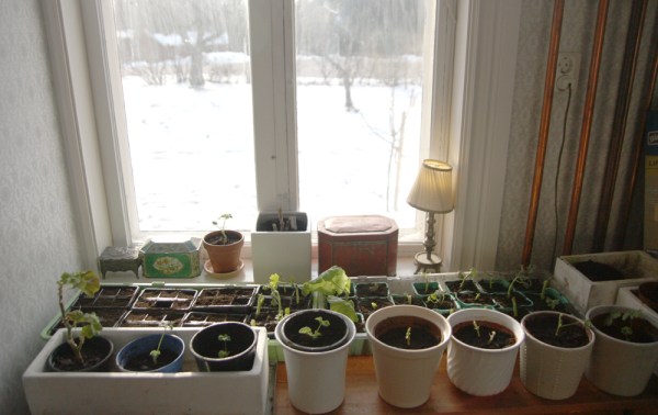 pelargonprojekt_0476