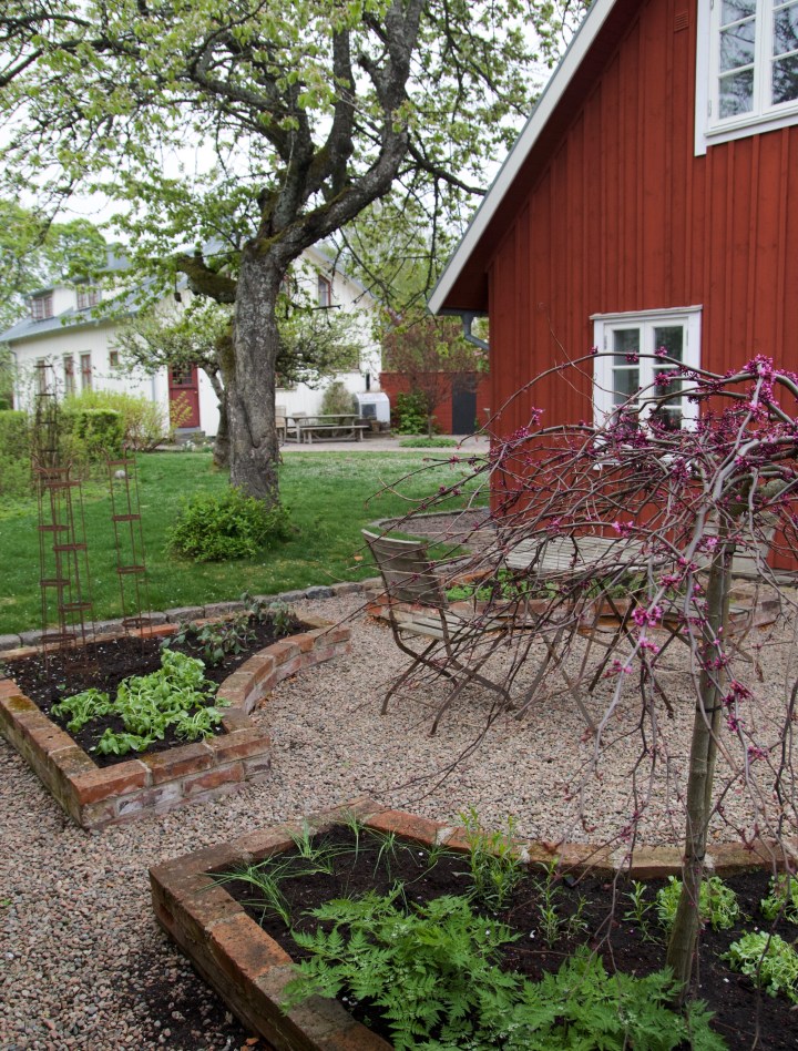 kryddtradgarden6G8A8937