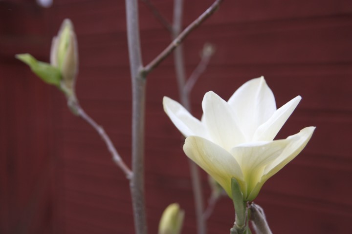 magnolia_4221
