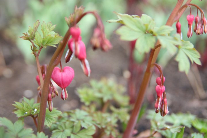 lojtnantshjarta_4102