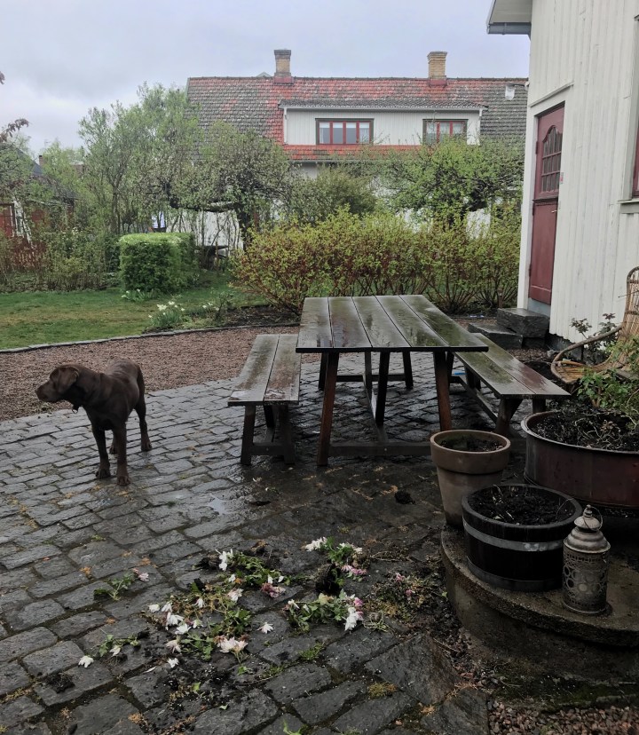 bennybus_krukor_4121