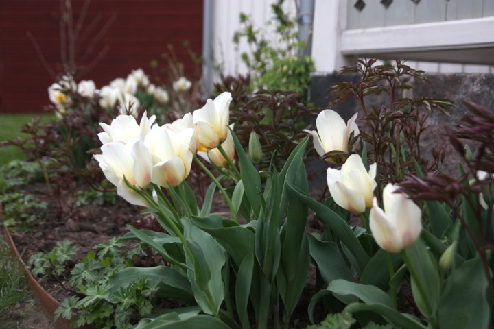 tulpaner_4224