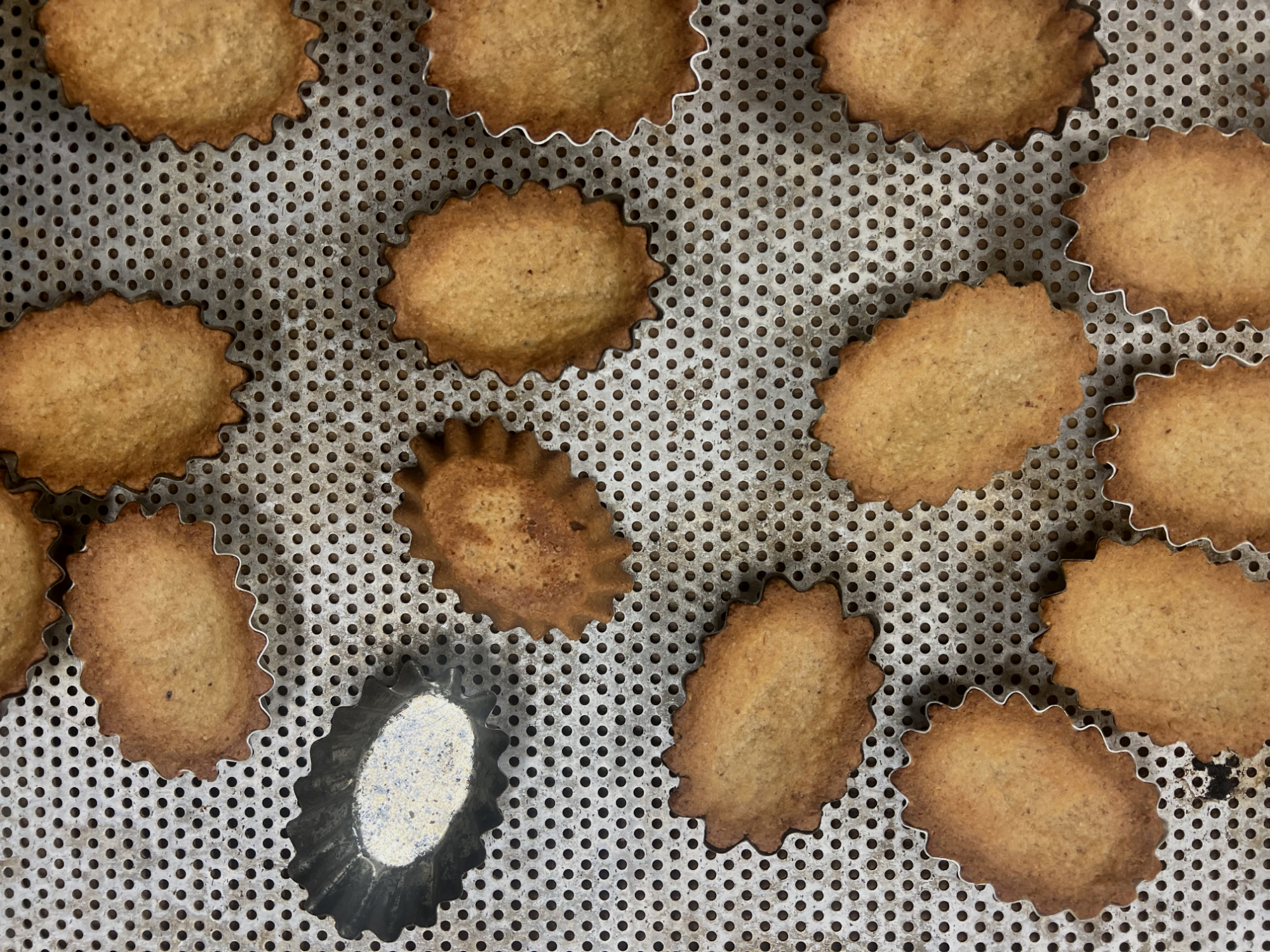 mandelmusslor_form_4588