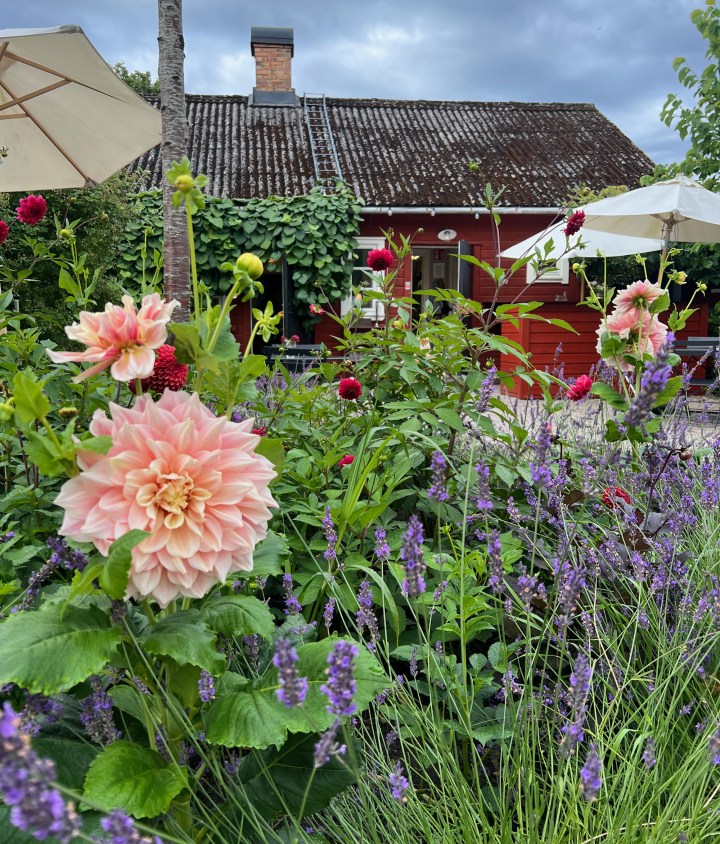 dahlia_breakout_9726