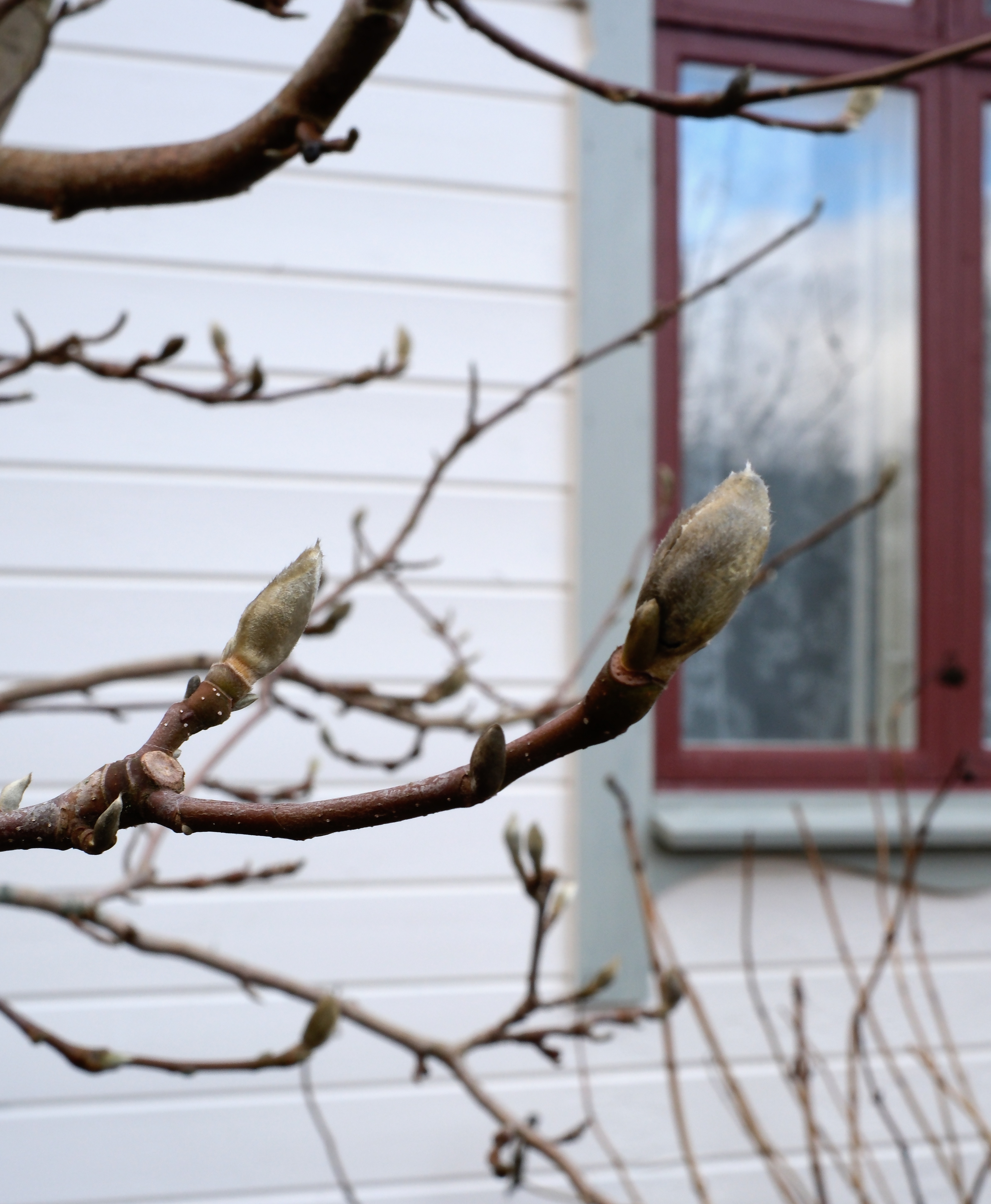 magnolia_knoppDSCF3958