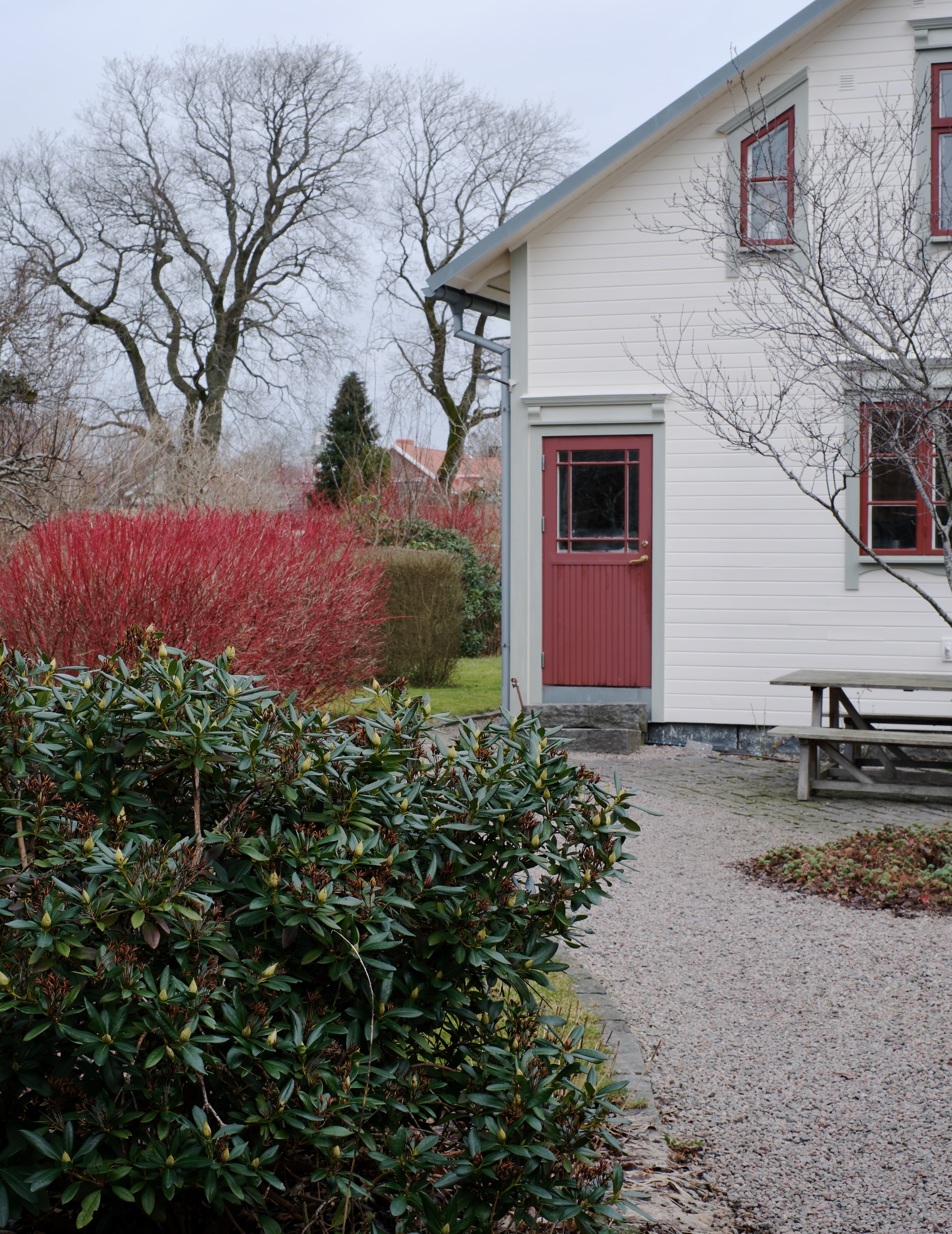 rhododendronDSCF4022