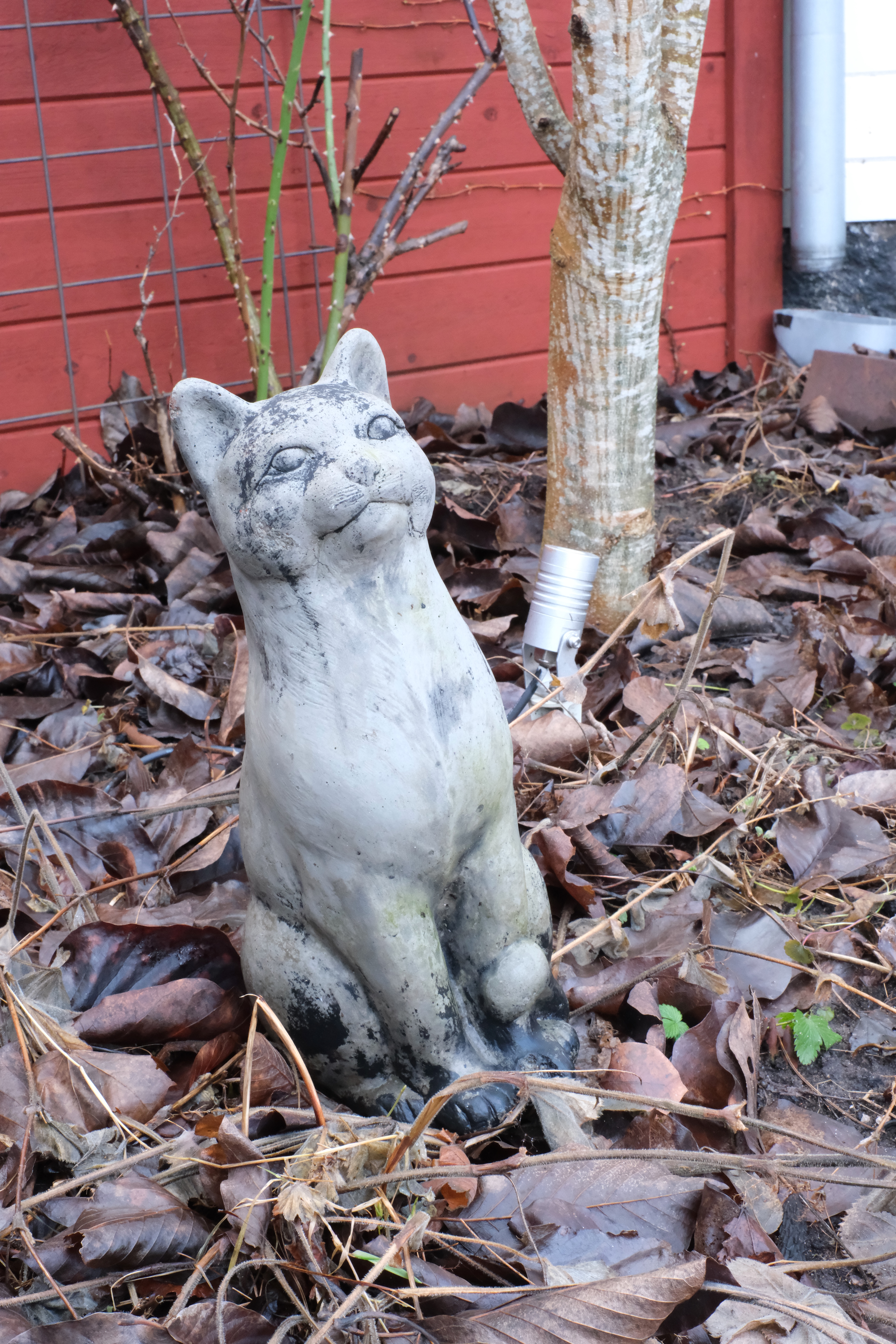 tradgard_kattDSCF3957