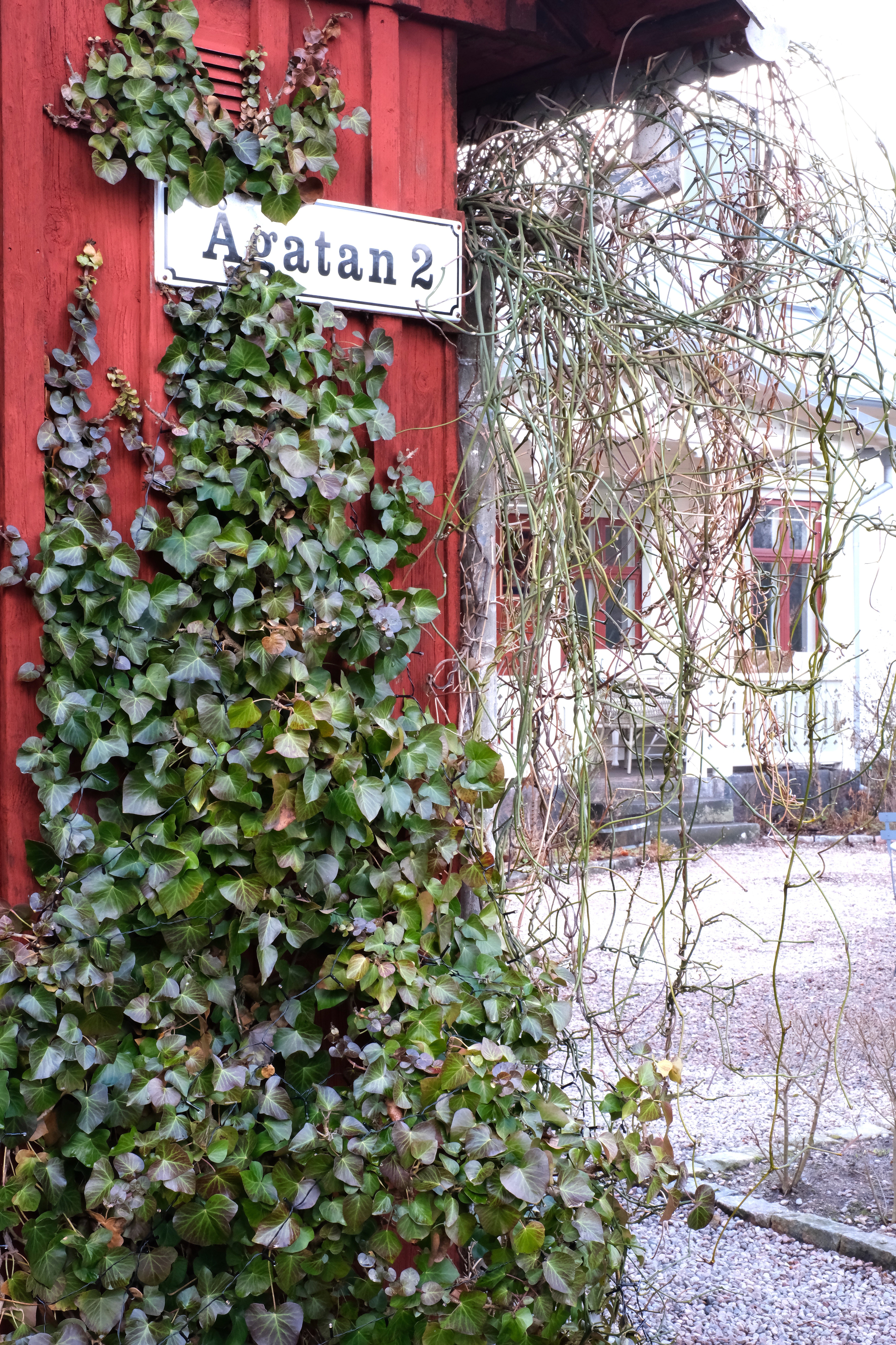 tradgard_murgronaDSCF3947